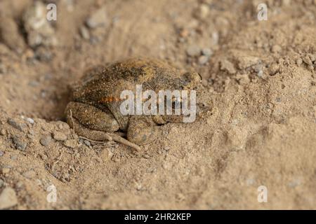 Comune ostetrica Toad (Alytes ostetricans), Piedrafita, Pirenei spagnoli Foto Stock