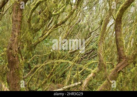 Alberi coperti di muschio e lichen, alloro foresta del Parco Rurale Anaga nel nord-est di Tenerife Isole Canarie Spagna. Foto Stock