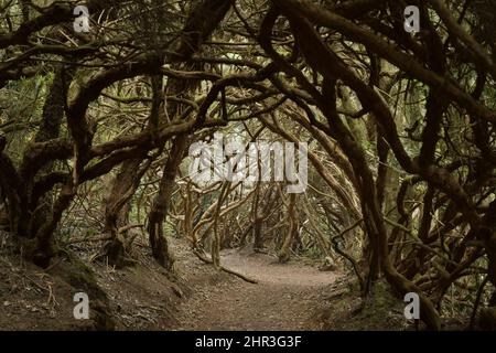 Sentiero escursionistico attraverso la foresta di alloro di Anaga Parco rurale nel nord-est di Tenerife Isole Canarie Spagna. Foto Stock