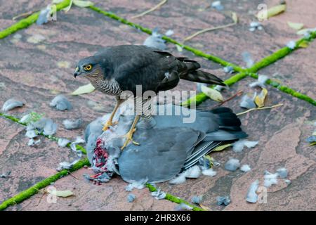 Uno sparawak eurasiatico selvatico che mangia e si trova sulla carcassa della sua preda, un piccione di legno comune Foto Stock