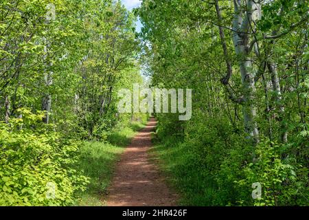 Sentiero escursionistico che si snoda attraverso la foresta. Foto Stock