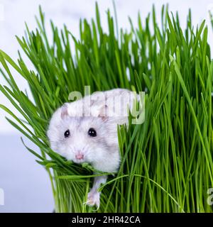 Il criceto Djungarian si siede in erba verde da vicino. Foto Stock