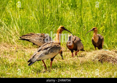 Goiânia, Goias, Brasile – 24 febbraio 2022: Heristicus caudatus. Quattro uccelli in mezzo all'erba che alimenta. Foto Stock