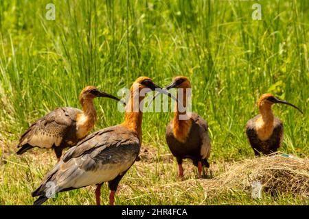 Goiânia, Goias, Brasile – 24 febbraio 2022: Heristicus caudatus. Quattro uccelli in mezzo all'erba che alimenta. Foto Stock