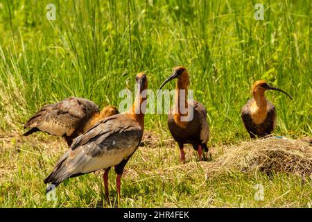 Goiânia, Goias, Brasile – 24 febbraio 2022: Heristicus caudatus. Quattro uccelli in mezzo all'erba che alimenta. Foto Stock