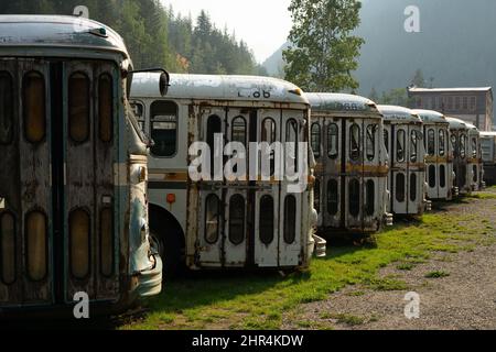 Fila di vecchi autobus lasciati indietro dalla società mineraria a Sandon, Canada Foto Stock