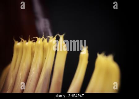 Primo piano del fiore di Banana con sfondo scuro Foto Stock