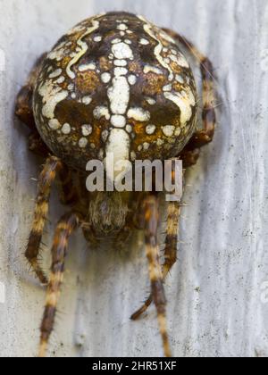 Closeup verticale di un tessitore di orb angulato Foto Stock