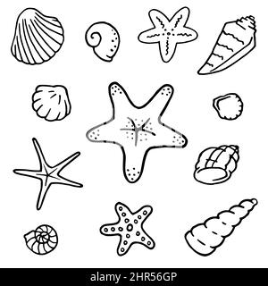Set di conchiglie e stelle marine disegnati a mano. Illustrazione vettoriale isolata su sfondo bianco. Elementi di design per tema mare in stile doodle Illustrazione Vettoriale