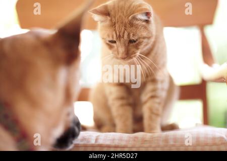 Ho il terreno alto. Un adorabile tavolo di zenzero seduto su una sedia che guarda verso il basso un pastore tedesco. Foto Stock