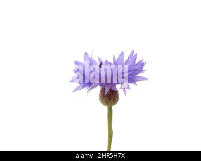 Fiore di mais blu (Centaurea cyanus) isolato su sfondo bianco, con colori verde, blu, viola e bianco Foto Stock