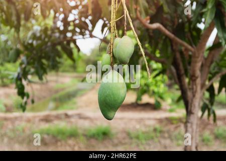 Mango verde fresco appeso sull'albero di mango in una fattoria giardino. Foto Stock