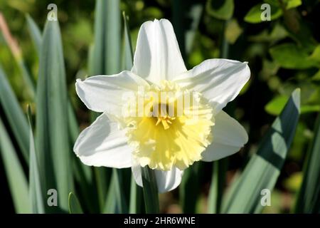 Narciso o Daffodil o Daffadowndilly o Jonquil perenne geofiti erbacei bulbiferi pianta con fiore bianco completamente aperto con giallo Foto Stock