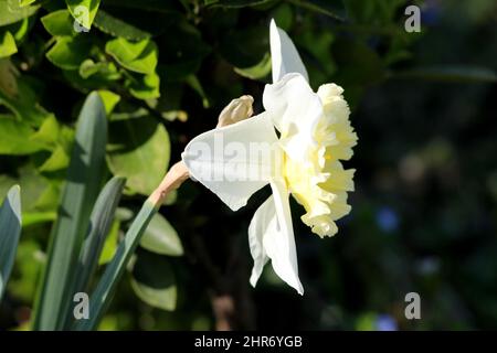 Vista laterale di singole Narcissus o Daffodil o Daffadowndilly o Jonquil perenne erbaceo bulbiferoso pianta geofita con fiore completamente aperto bianco Foto Stock