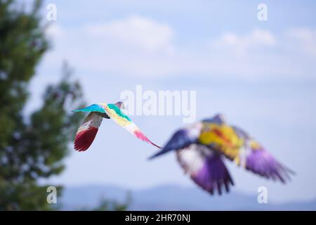 uccelli multicolore che volano con il vento Foto Stock