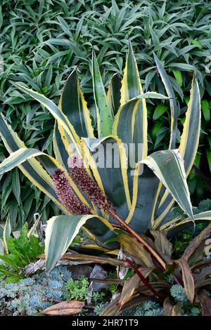 Agave americana Mediopicta Aurea,Century Plant Mediopicta Aurea,Evergreen perennial,Eucomis comosa Sparkling Burgundy,Pineapple giglio,racemes,raceme, r Foto Stock