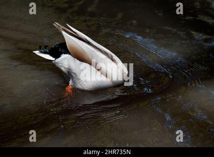 Un drake Mallard si nutre sotto la superficie dell'acqua in un comportamento noto come up-ending. Mallard si nutrono anche dabbling sulla superficie, pascolo ma raramente immersione Foto Stock