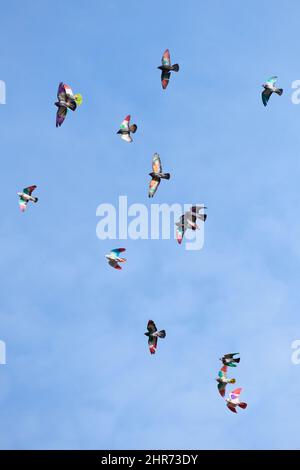 uccelli multicolore che volano con il vento Foto Stock