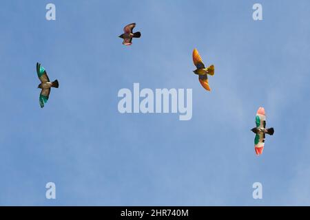 uccelli multicolore che volano con il vento Foto Stock