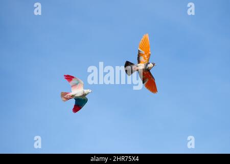 uccelli multicolore che volano con il vento Foto Stock
