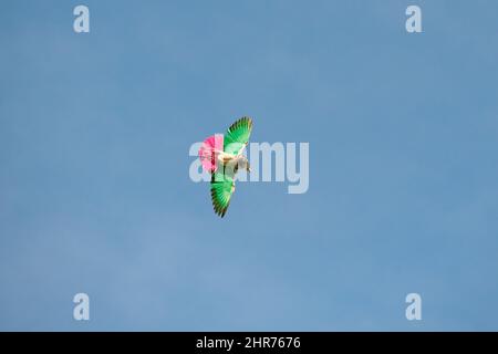 uccelli multicolore che volano con il vento Foto Stock