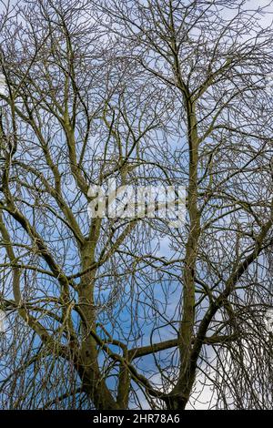 Guardando verso il cielo attraverso un albero senza frondini in inverno a Peterborough, Cambridgeshire, Inghilterra Foto Stock