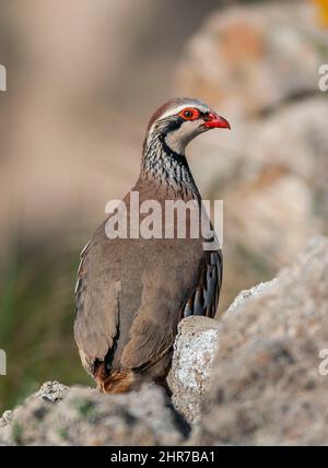 Pernici rosse, Alectoris rufa Foto Stock