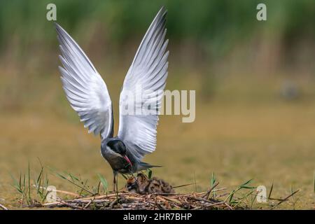 Terna a bisbiglio, Chlidonias ibrida, con pulcini in nido Foto Stock