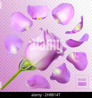 Petali di rosa realistici. Illustrazione vettoriale con gradienti di mesh. Illustrazione Vettoriale