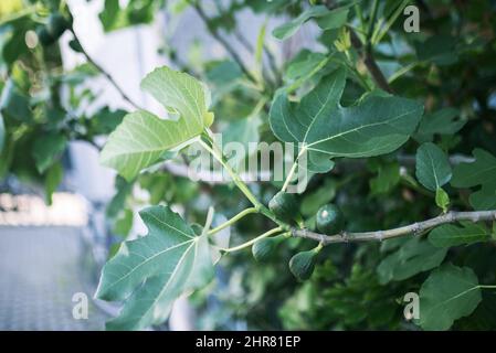 Fichi verdi non maturi appendono su un ramo. Foto Stock