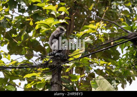 Monkey è su cavi elettrici, foto per esterni. Sri Lanka. Langur grigio, chiamato anche langur Hanuman o scimmia Hanuman Foto Stock