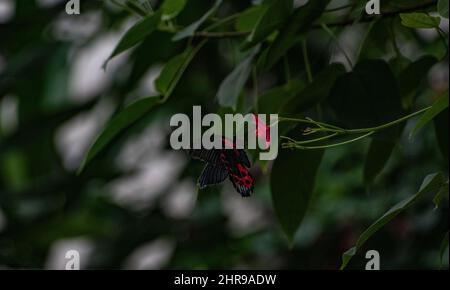 Scarlatto Mormon / Red Mormon Butterfly (Papilio rumanzovia) che si nutrono di un fiore rosa. Foto Stock