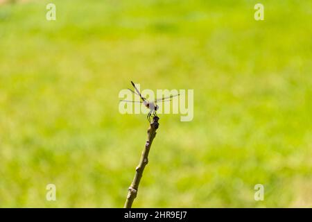 Goiânia, Goias, Brasile – 24 febbraio 2022: Due libellule arroccate su un posatoio con erba verde sullo sfondo. Foto Stock