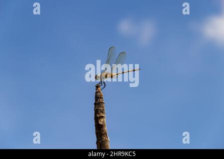 Goiânia, Goias, Brasile – 24 febbraio 2022: Due libellule arroccate su un posatoio con il cielo sullo sfondo. Foto Stock
