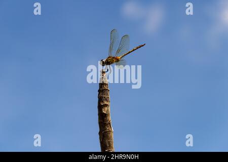 Goiânia, Goias, Brasile – 24 febbraio 2022: Due libellule arroccate su un posatoio con il cielo sullo sfondo. Foto Stock