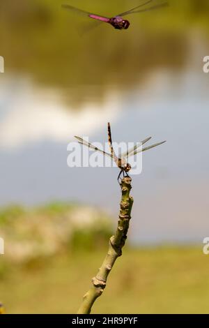 Due libellule appollaiate su un bastone con il lago sfocato sullo sfondo. Foto Stock