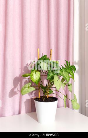 Houseplant in vaso syngonium podophyllum sul tavolo, tenda in tessuto rosa con drappeggi. Purificatore d'aria. Design bifilico. Decorazione interna della casa della pianta Foto Stock