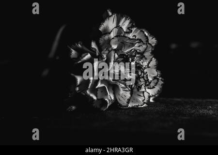 Immagine in bianco e nero chiodi di garofano bianchi con molti petali isolati su sfondo nero Foto Stock