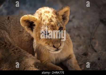 cucciolo di leone, ritratto di mammifero felino del bambino guardando diritto avanti Foto Stock