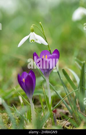 Primo piano di croci viola fotografati a livello del terreno con una sola goccia di neve che si affaccia. Un giardino primaverile nel Wiltshire, Inghilterra, Regno Unito Foto Stock