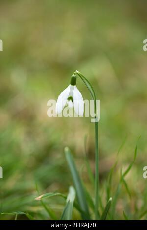 Primo piano di una singola nevicata isolata (Galanthus nivalis) fiorita a febbraio in un giardino di primavera inglese nel Regno Unito Foto Stock