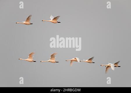 Migrazione gregge di tundra cigni / cigni di Bewick (Cygnus bewickii / Cygnus columbianus bewickii) volare in formazione contro cielo nuvoloso e piovoso Foto Stock