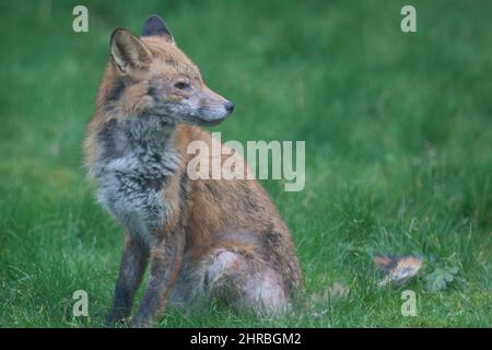 Una volpe di cane che soffre di un'infezione di sarcopto mange, o scabbia, in un giardino nel sud di Londra. L'acaro parassita causa prurito e perdita di pelo in f Foto Stock