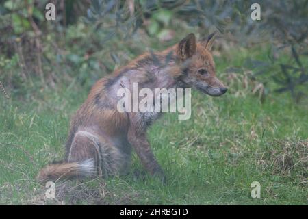 Una volpe di cane che soffre di un'infezione di sarcopto mange, o scabbia, in un giardino nel sud di Londra. L'acaro parassita causa prurito e perdita di pelo in f Foto Stock