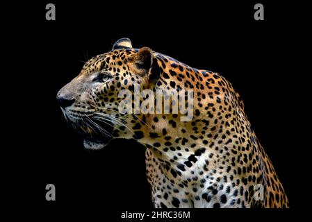 Ritratto di javan leopard di notte, Indonesia Foto Stock