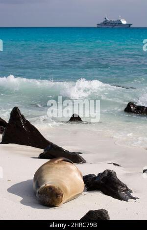 Galapagos leone di mare ( Zalophus californianus wollebacki ) su una spiaggia Gardner Bay Espanola nelle isole Galapagos, Ecuador Sud America Foto Stock
