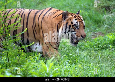 Foto ravvicinata di una tigre bengala che si prostra nella foresta, Indonesia Foto Stock