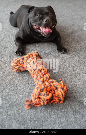 Un felice sorridente Staffordshire Bull Terrier cane dentro sdraiato su un tappeto con un grande giocattolo di corda osso di fronte a lui. Foto Stock