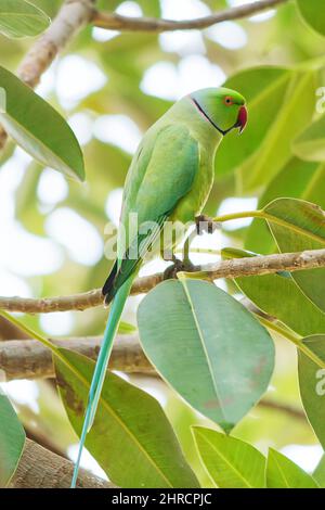 Bellissimo scatto di un parakeet rosato seduto su un albero Foto Stock