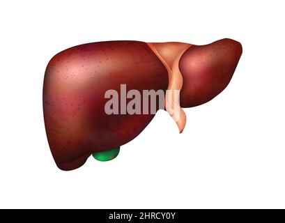 Composizione anatomica realistica degli organi interni umani con immagine isolata di illustrazione vettoriale del fegato Illustrazione Vettoriale